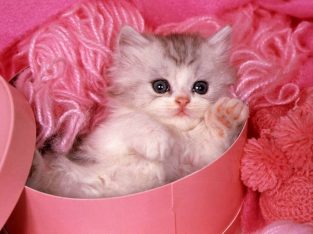 گربه ام گم شده مژدگانی